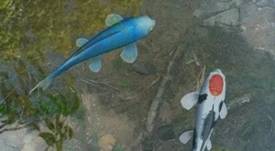 Water Garden锦鲤池塘动态壁纸会员版(鱼池)