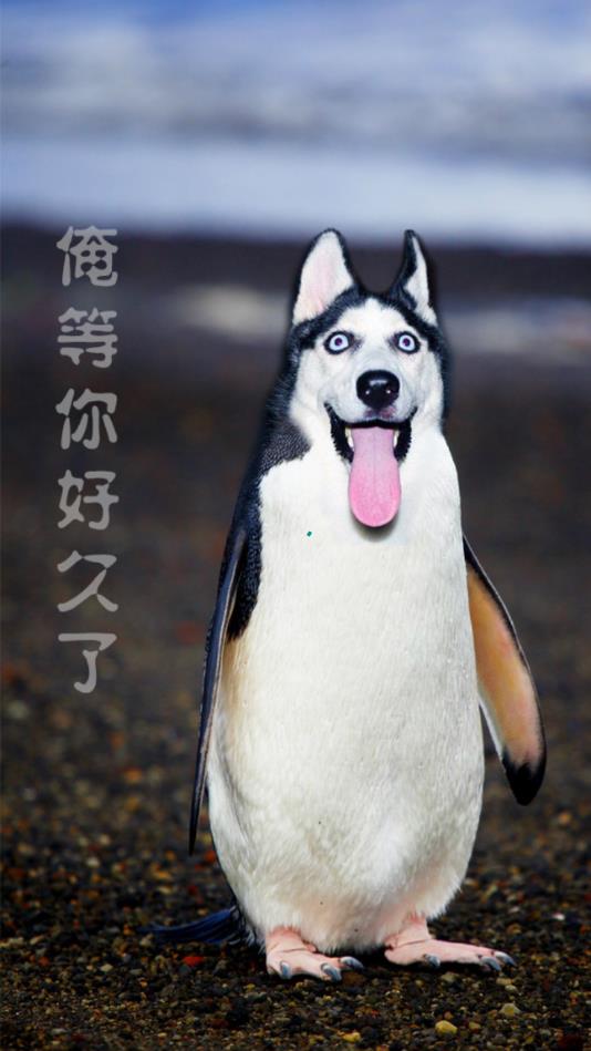 别逗了官方版