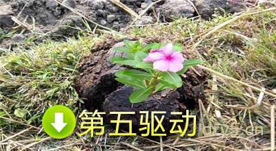 抖音老牛吃嫩草表情包