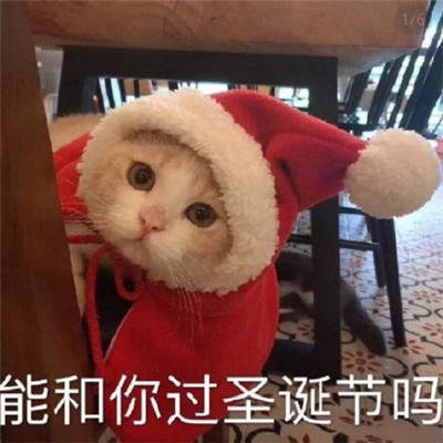 猫咪圣诞帽表情包
