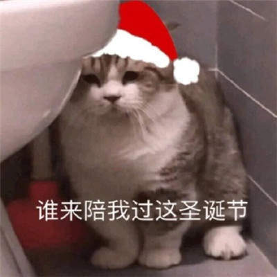 猫咪圣诞帽表情包