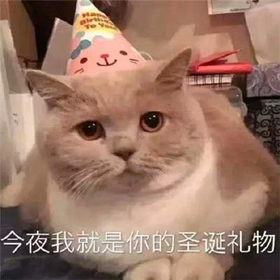 猫咪圣诞帽表情包
