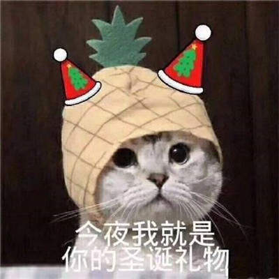 猫咪圣诞帽表情包