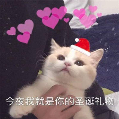 猫咪圣诞帽表情包