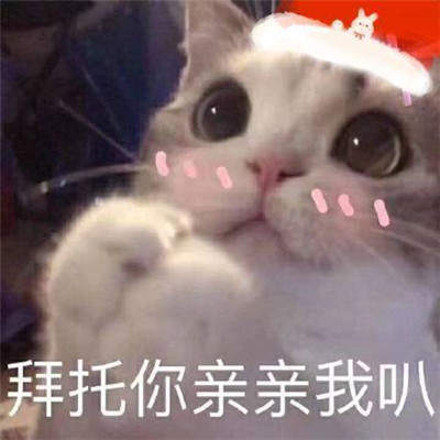 猫咪圣诞帽表情包