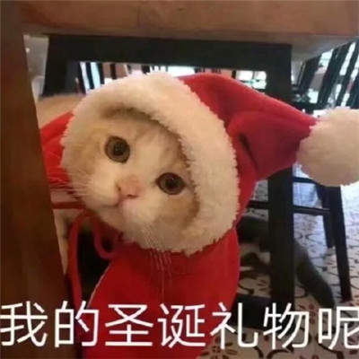 猫咪圣诞帽表情包