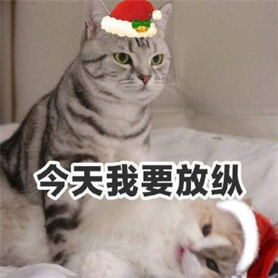 猫咪圣诞帽表情包