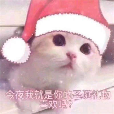 猫咪圣诞帽表情包