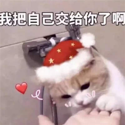 猫咪圣诞帽表情包