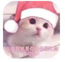 猫咪圣诞帽表情包