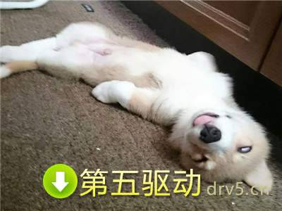 有尾巴柯基表情包