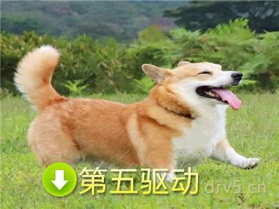 有尾巴柯基表情包