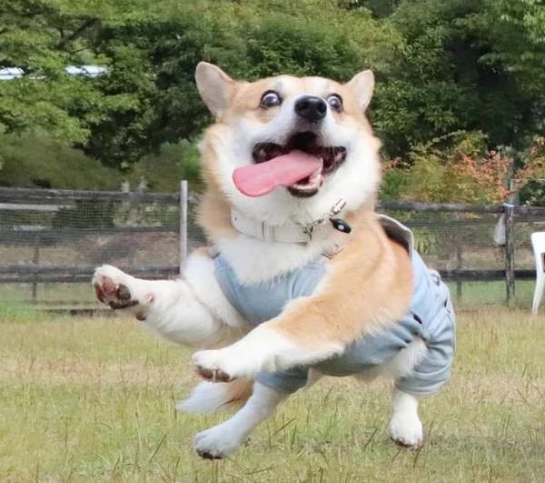 有尾巴柯基表情包