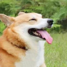 有尾巴柯基表情包