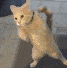 抖音摇头小猫表情包
