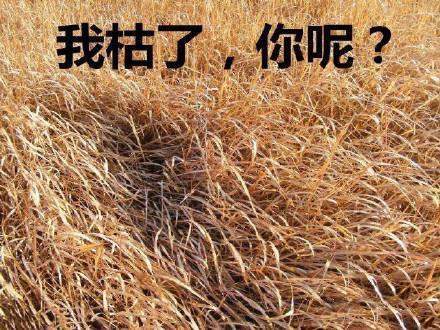 2020年又老了一岁表情包 