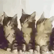 抖音摇头小猫表情包
