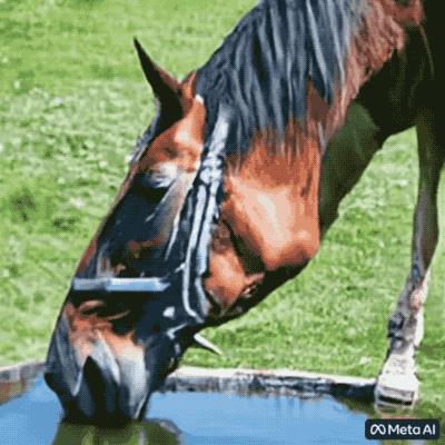 chat down,chatplus-第5张图片-欧意下载